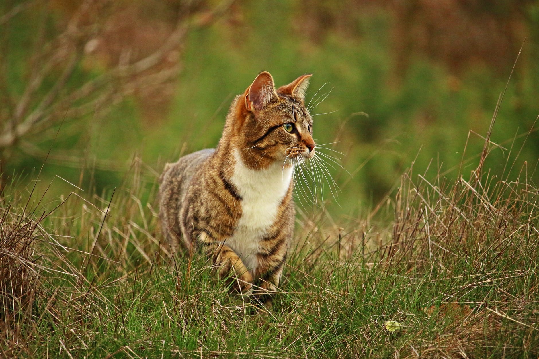 on the prowl
