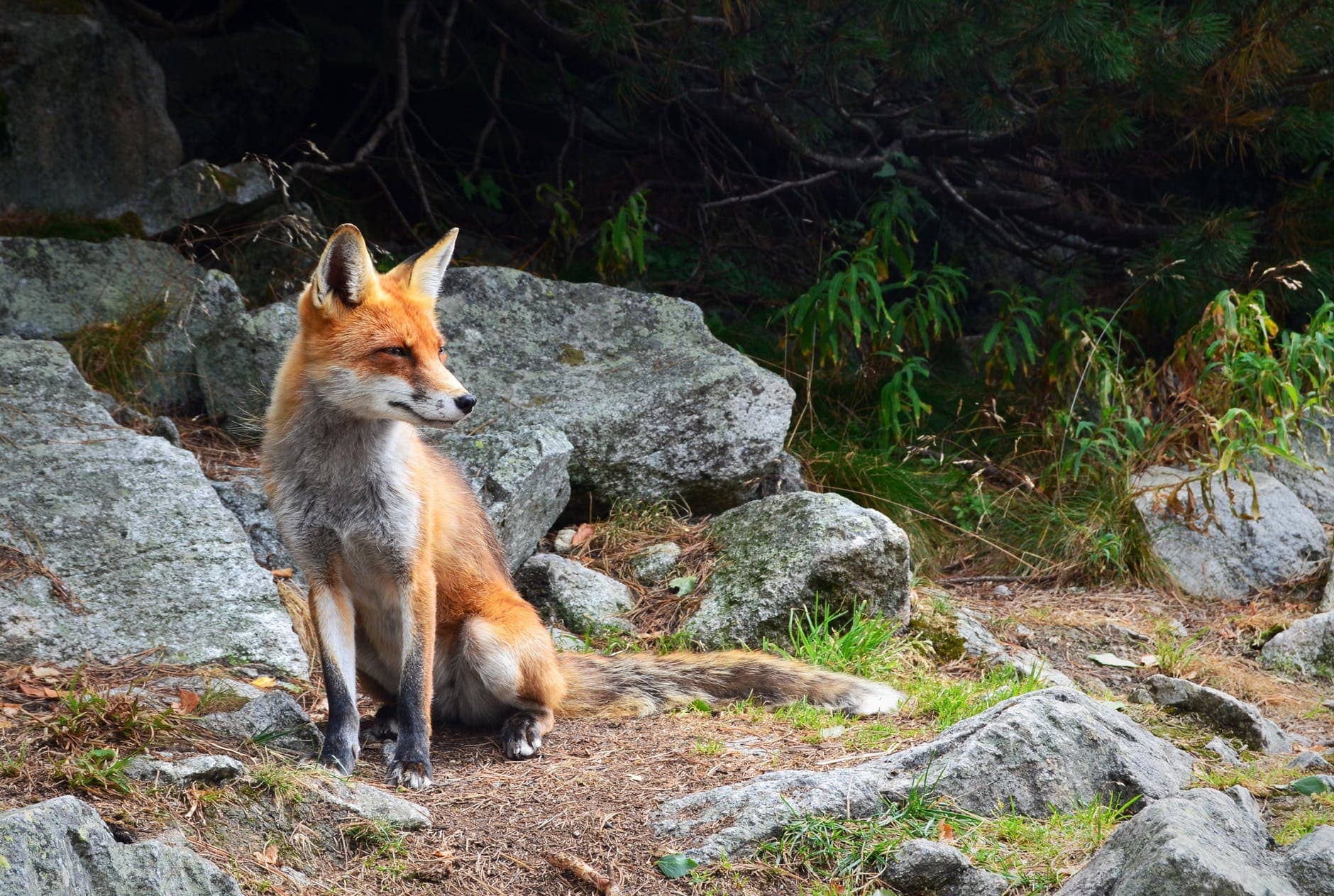 Fox on the Job
