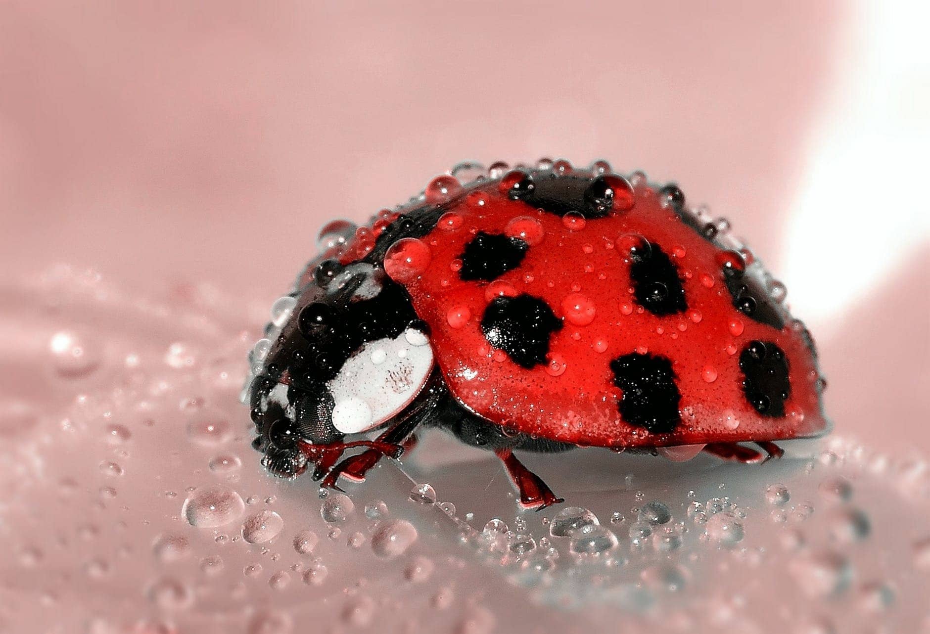 Littel bug