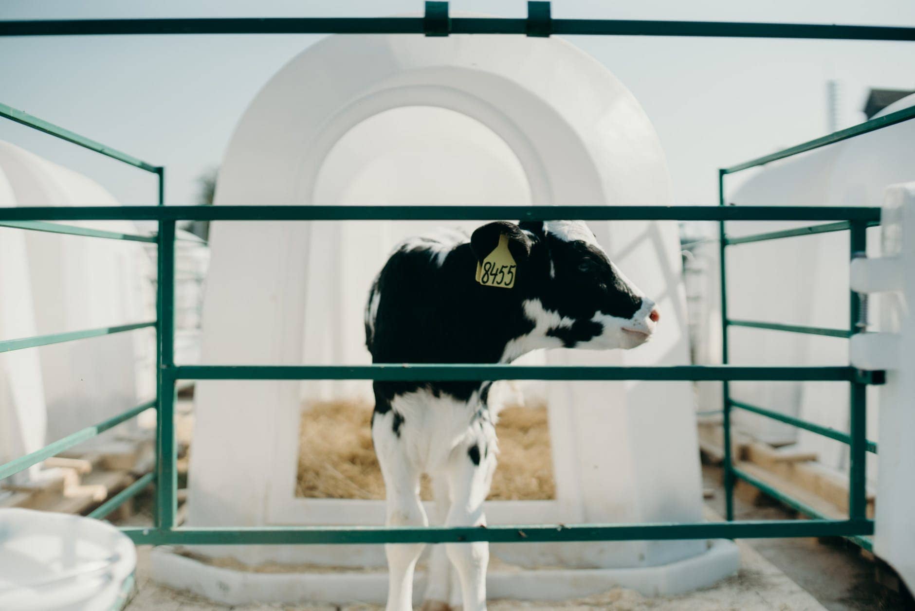 The Cow in the House