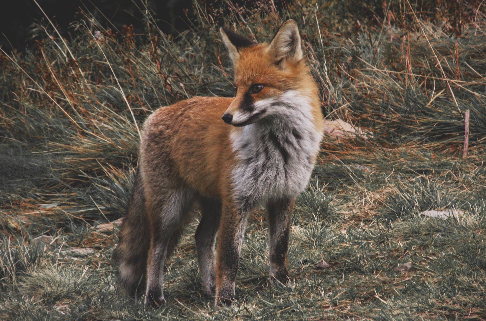 The Tale of Tricky Fox