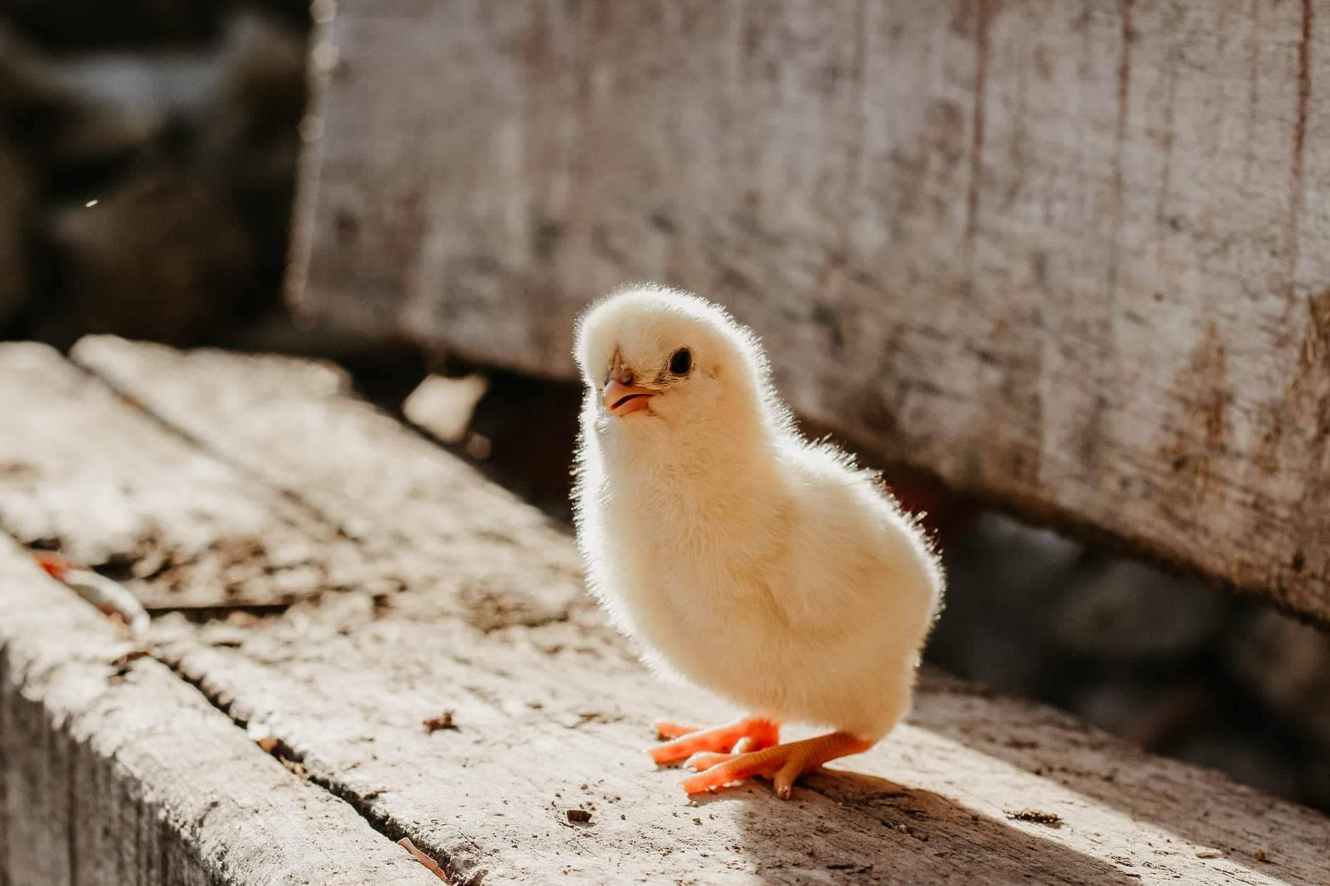 chicken out