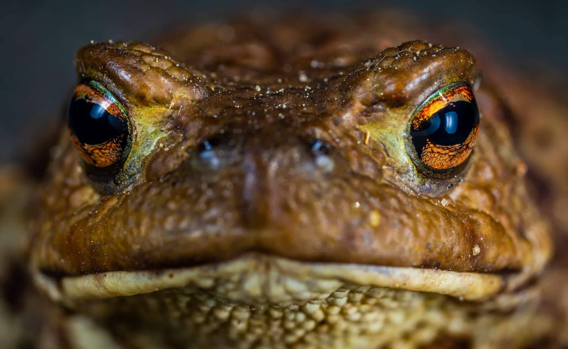Frog and Toad Are Friend