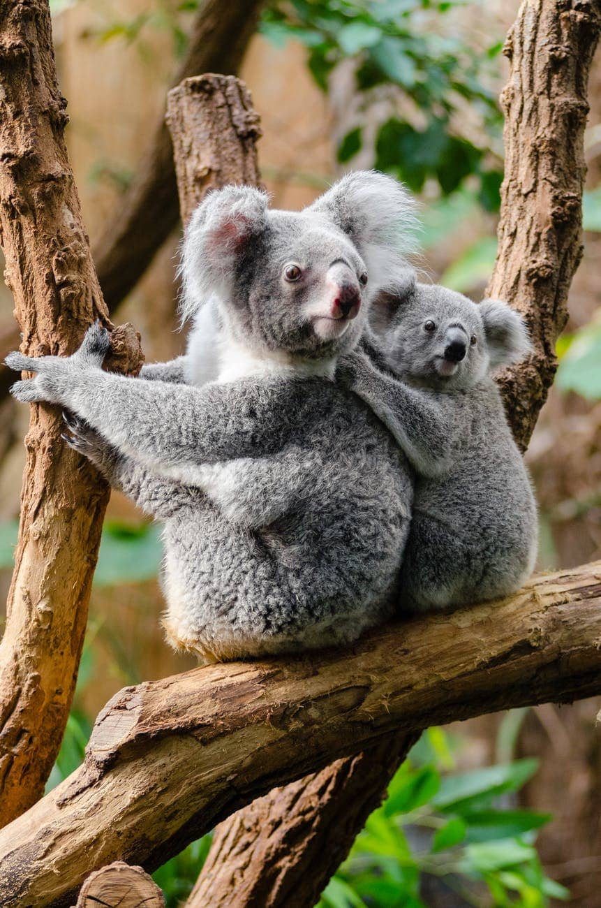 Koala Lou
