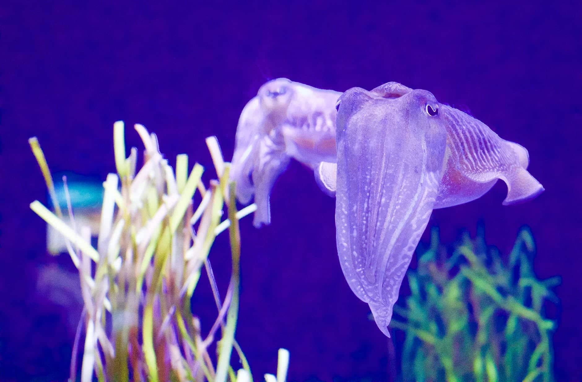 I’m the Biggest Thing in the Ocean