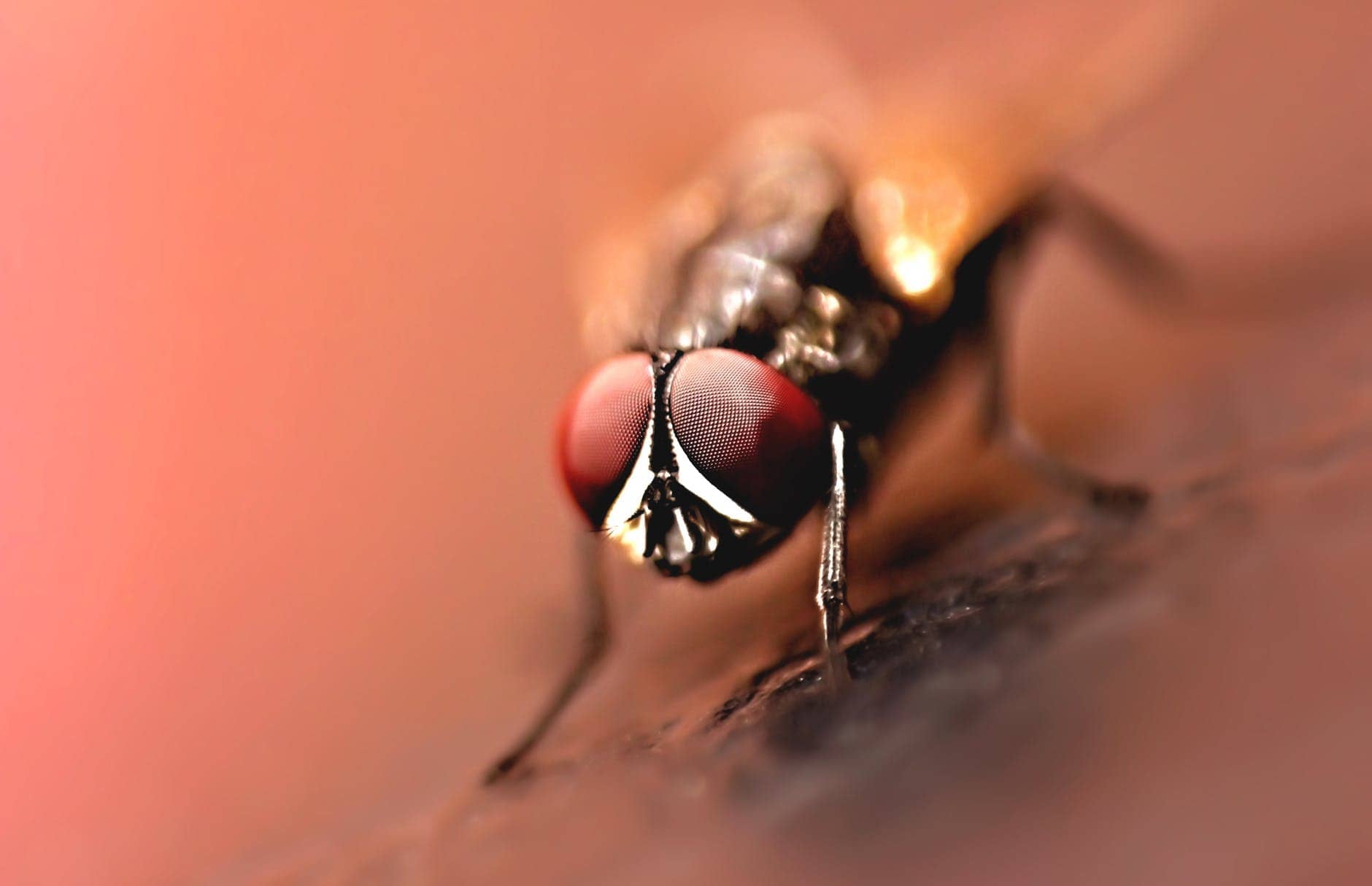 Hi! Fly Guy