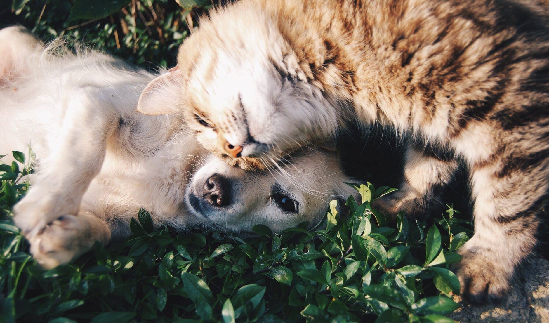 Angus and the Cat