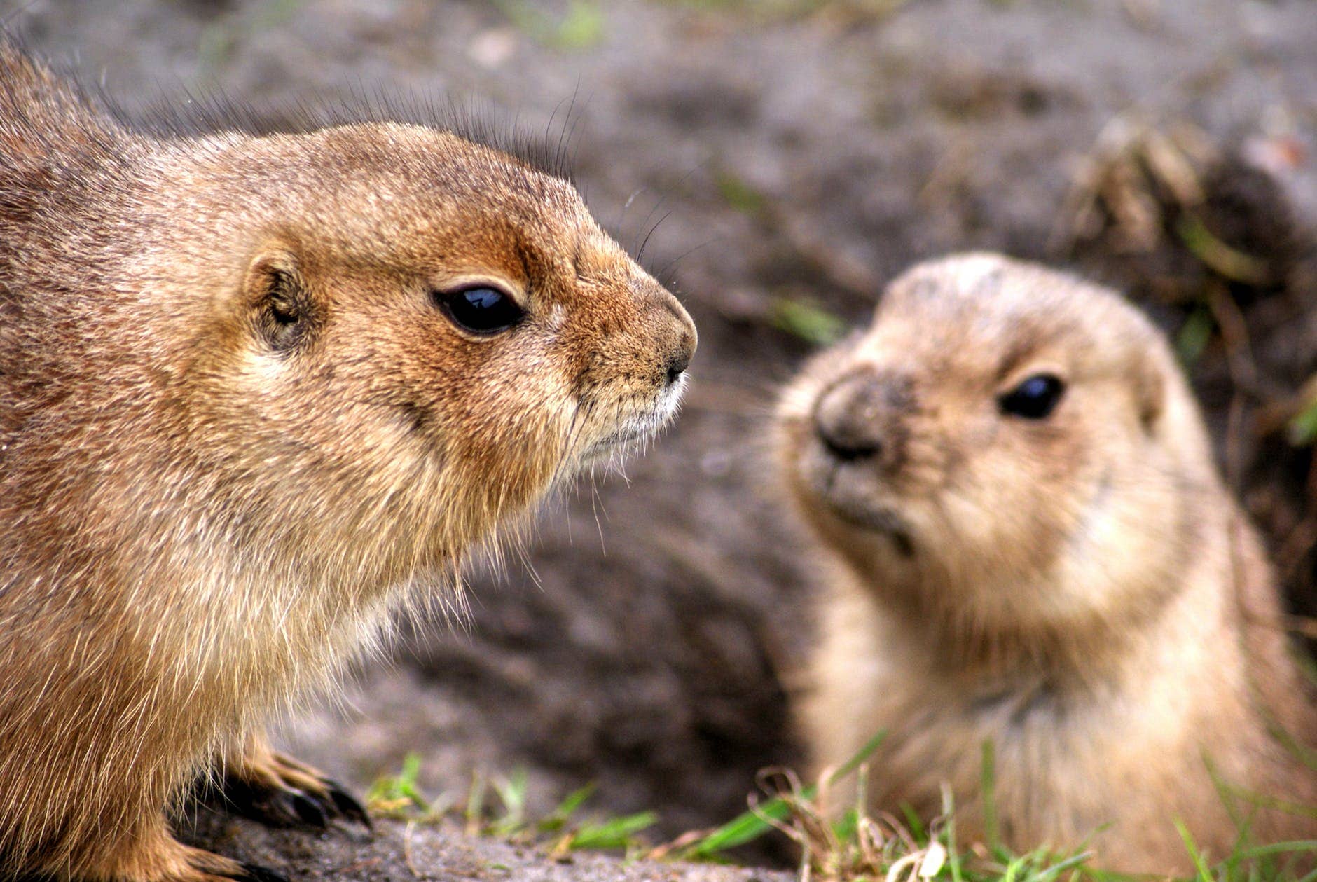 A Prairie Dog for the President