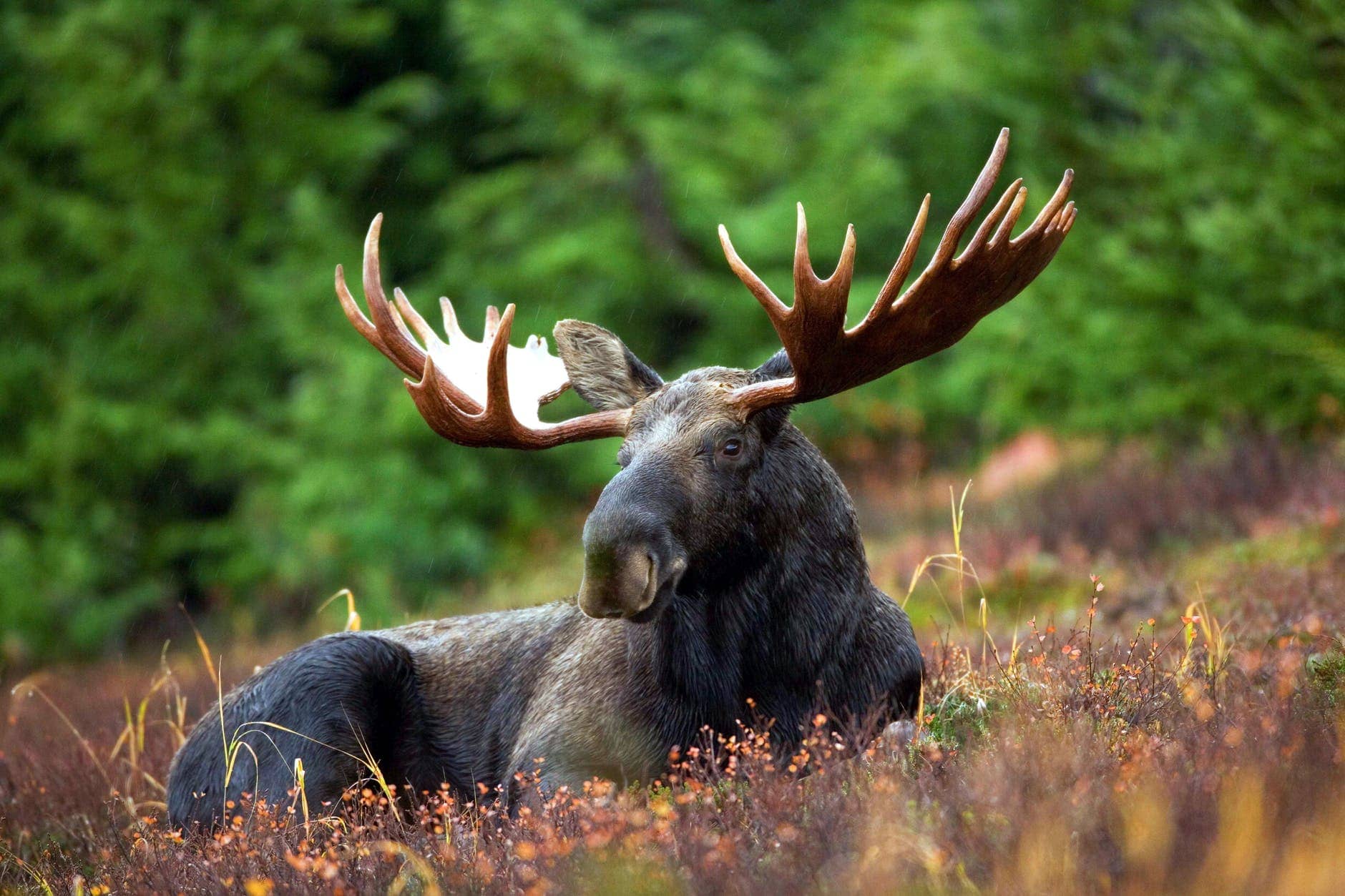 Morris the Moose