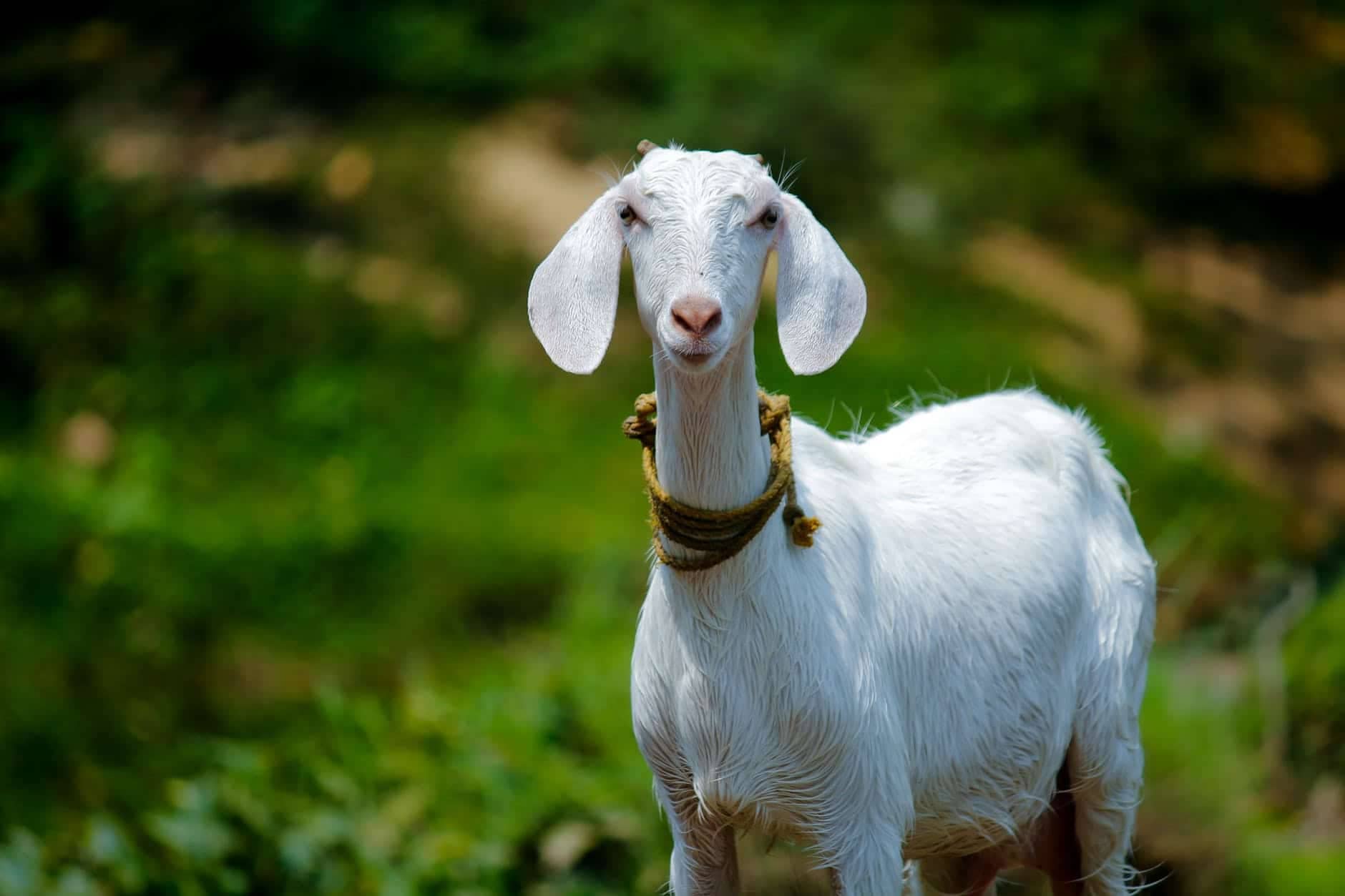 A Girl a Goat and a Goose