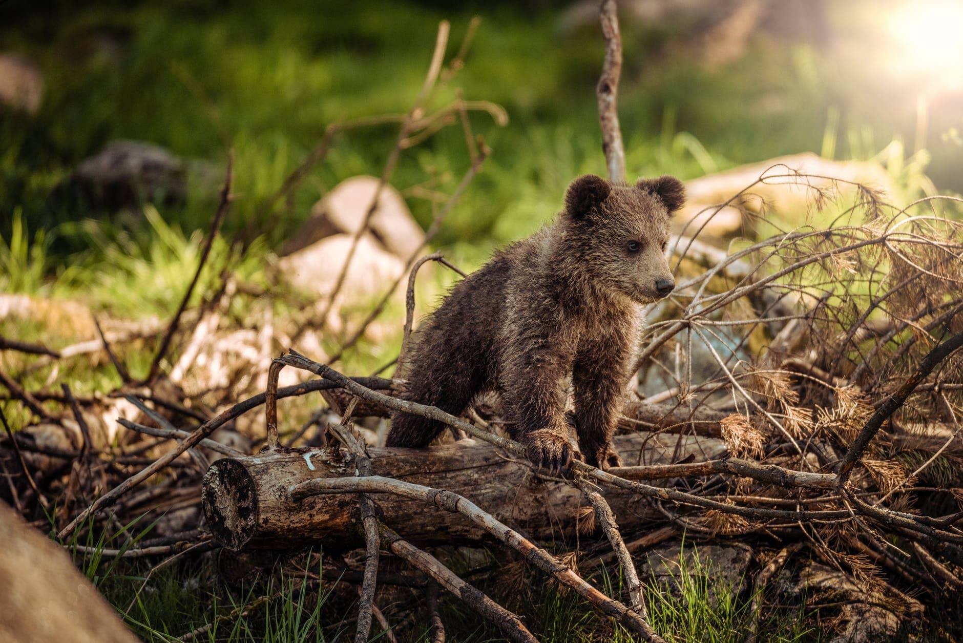 Little Bear