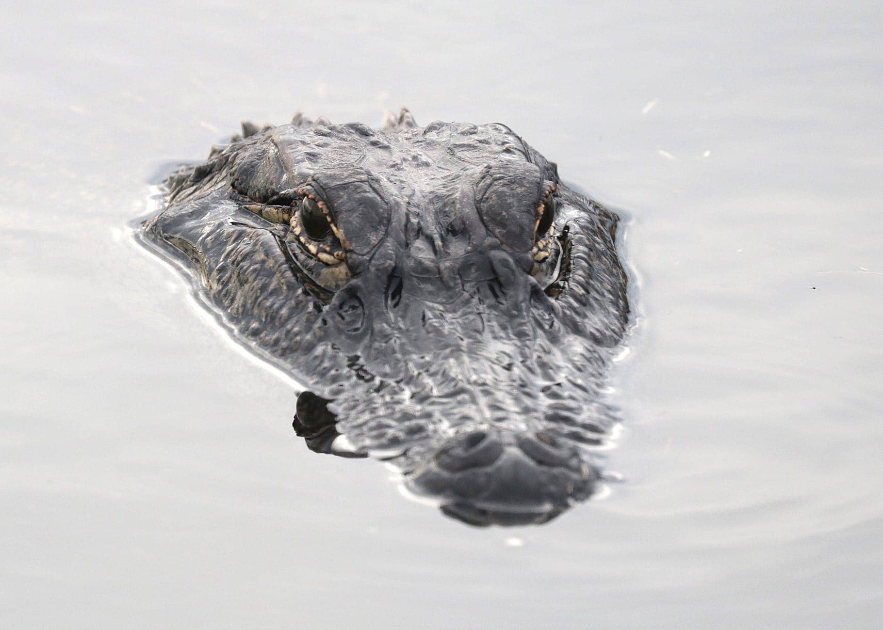 The Clumsy Crocodile