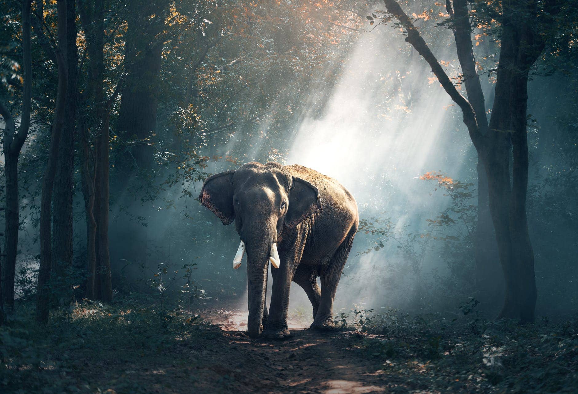 Hiccups for Elephant