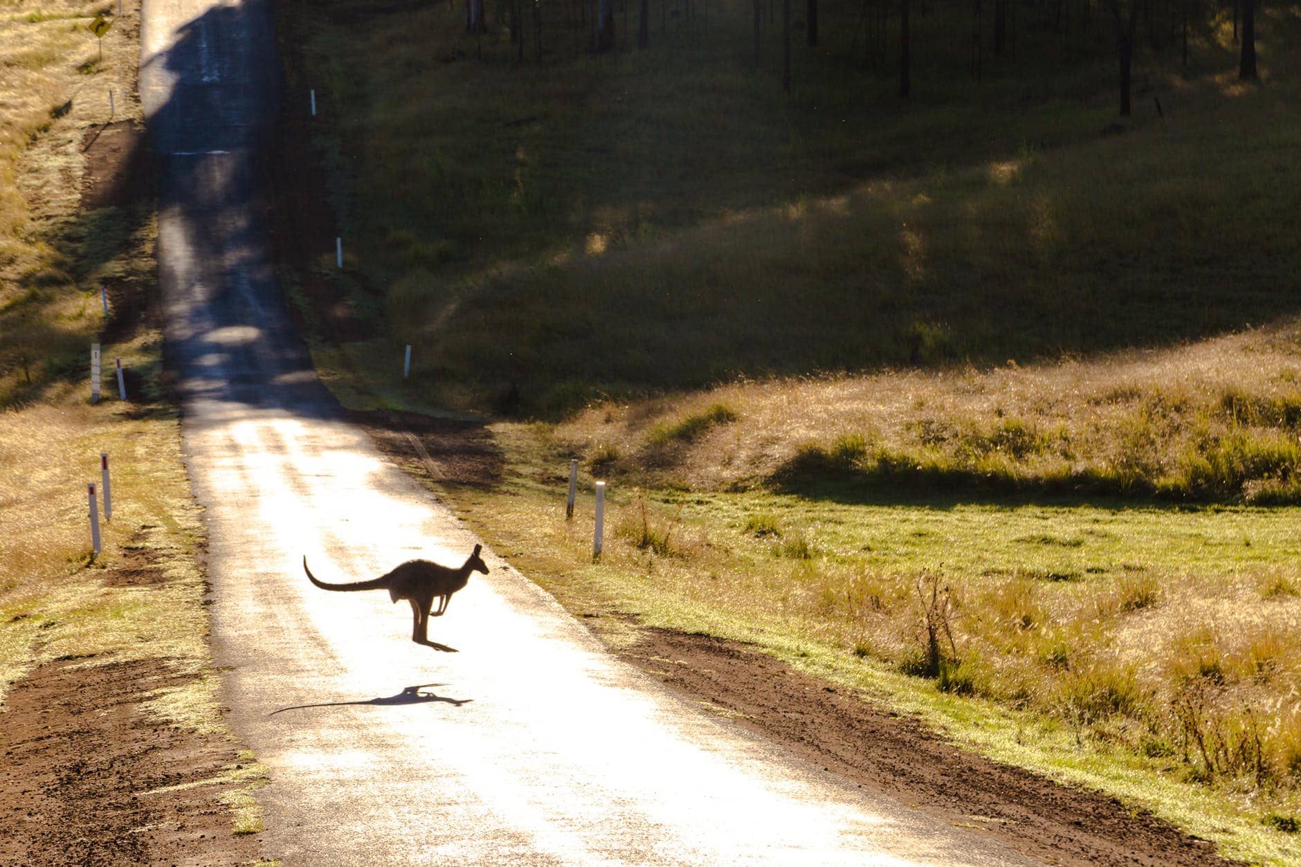 The One in the Middle is the Green Kangaroo