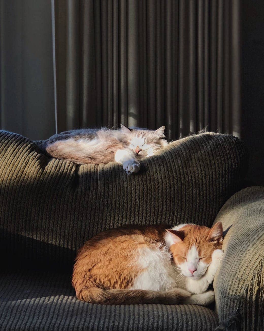 Animal Legends