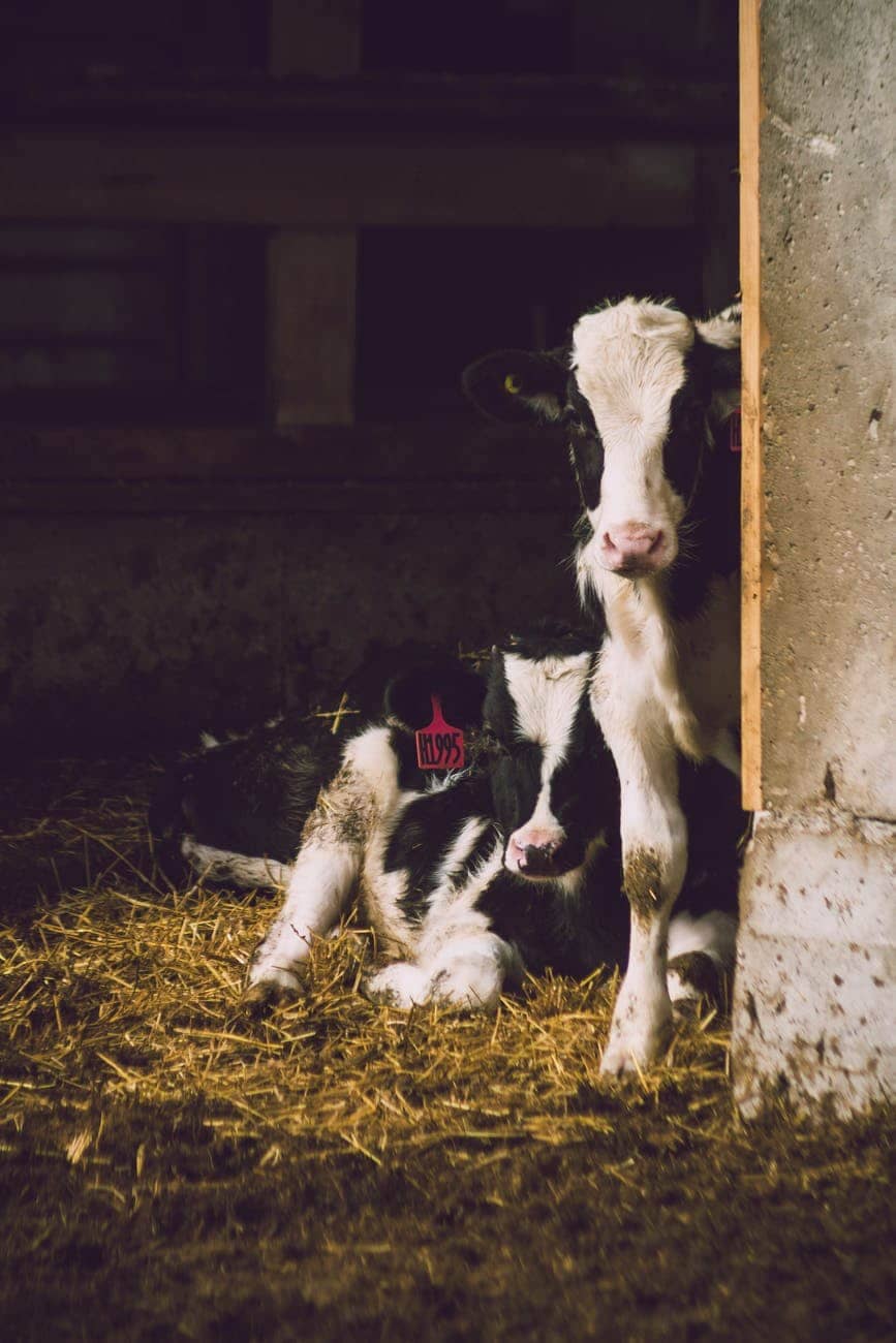 The Smallest Cow in the World