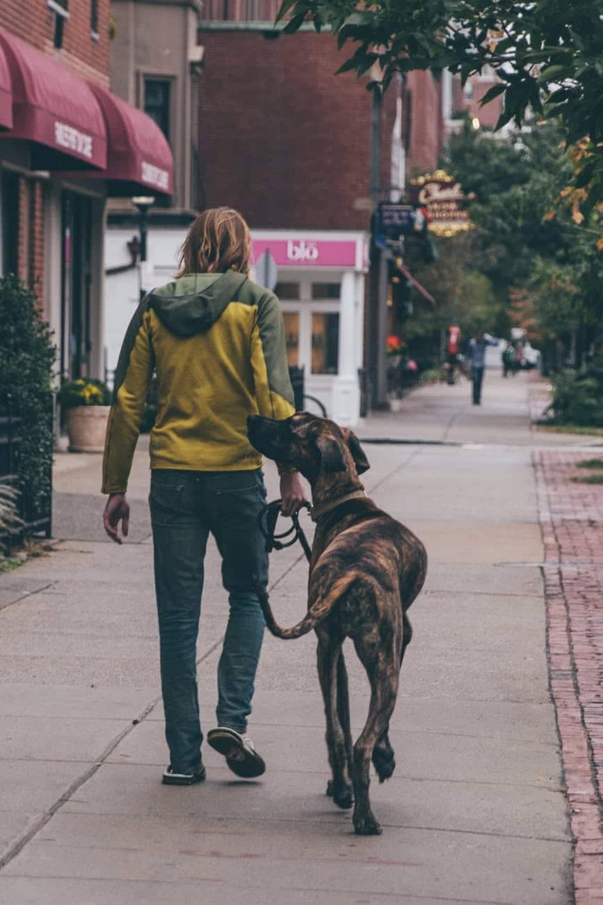 The World’s Best Dog-Walker