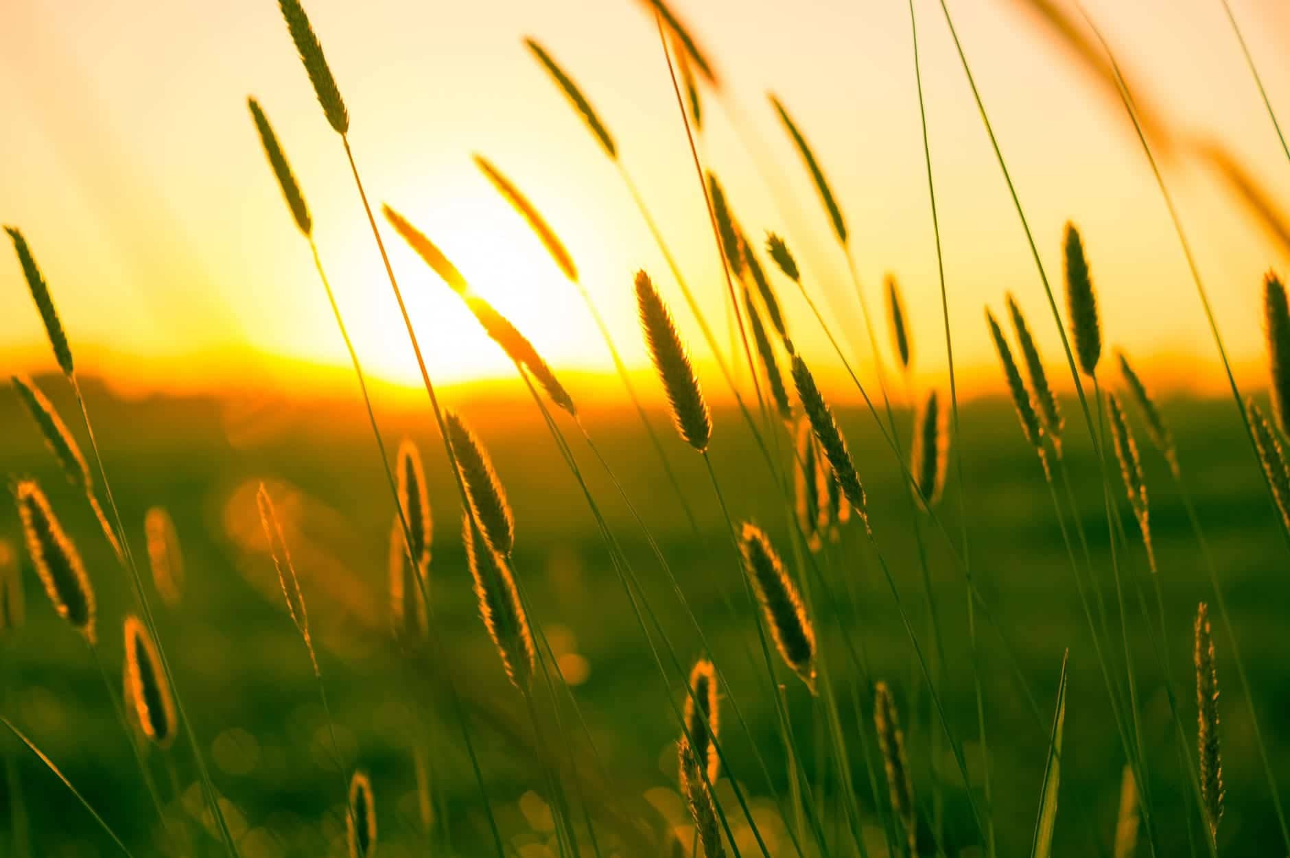 Over in the Meadow