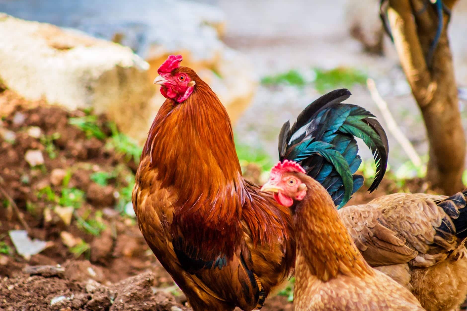 The Day the Dog Said Cock a Doodle Doo