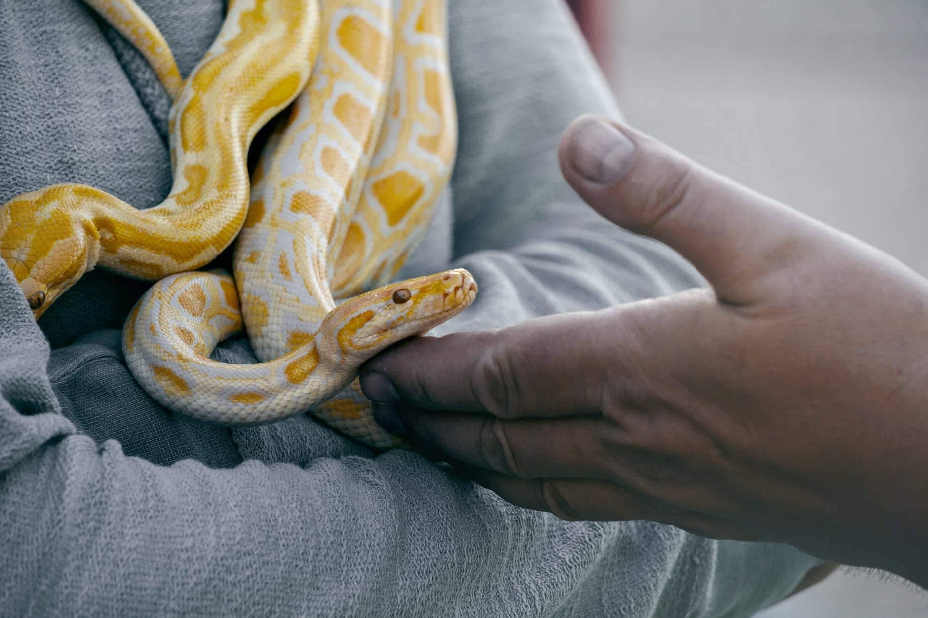 S-S-Snakes!