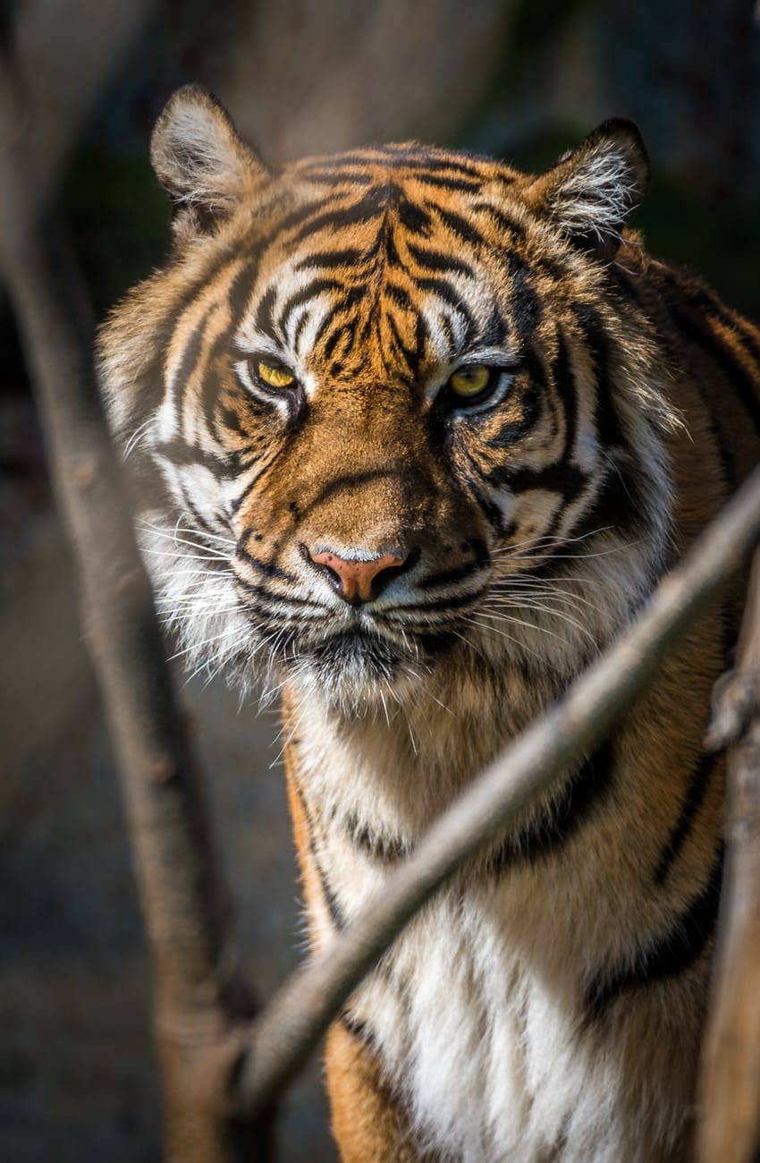 mad as tigers