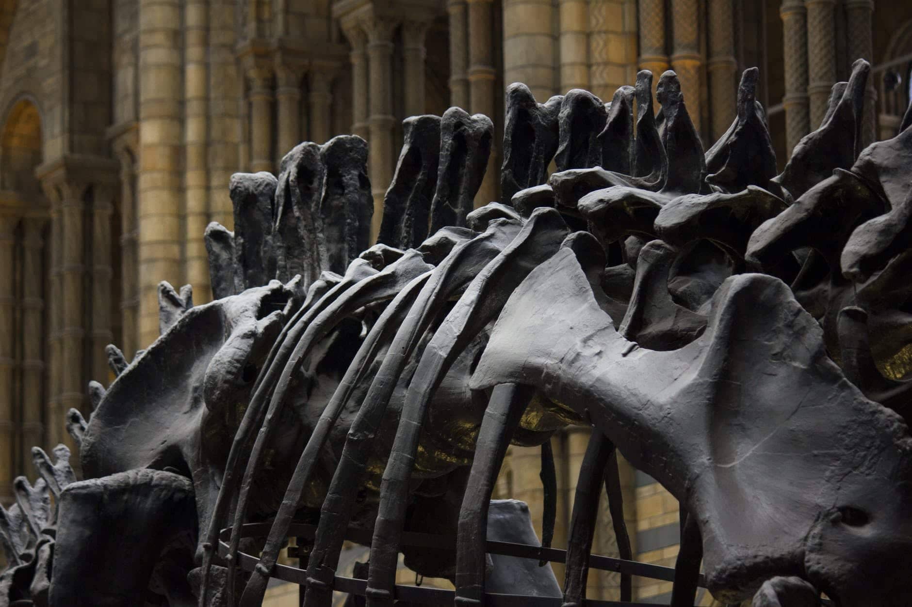 Dinosaur Hunters