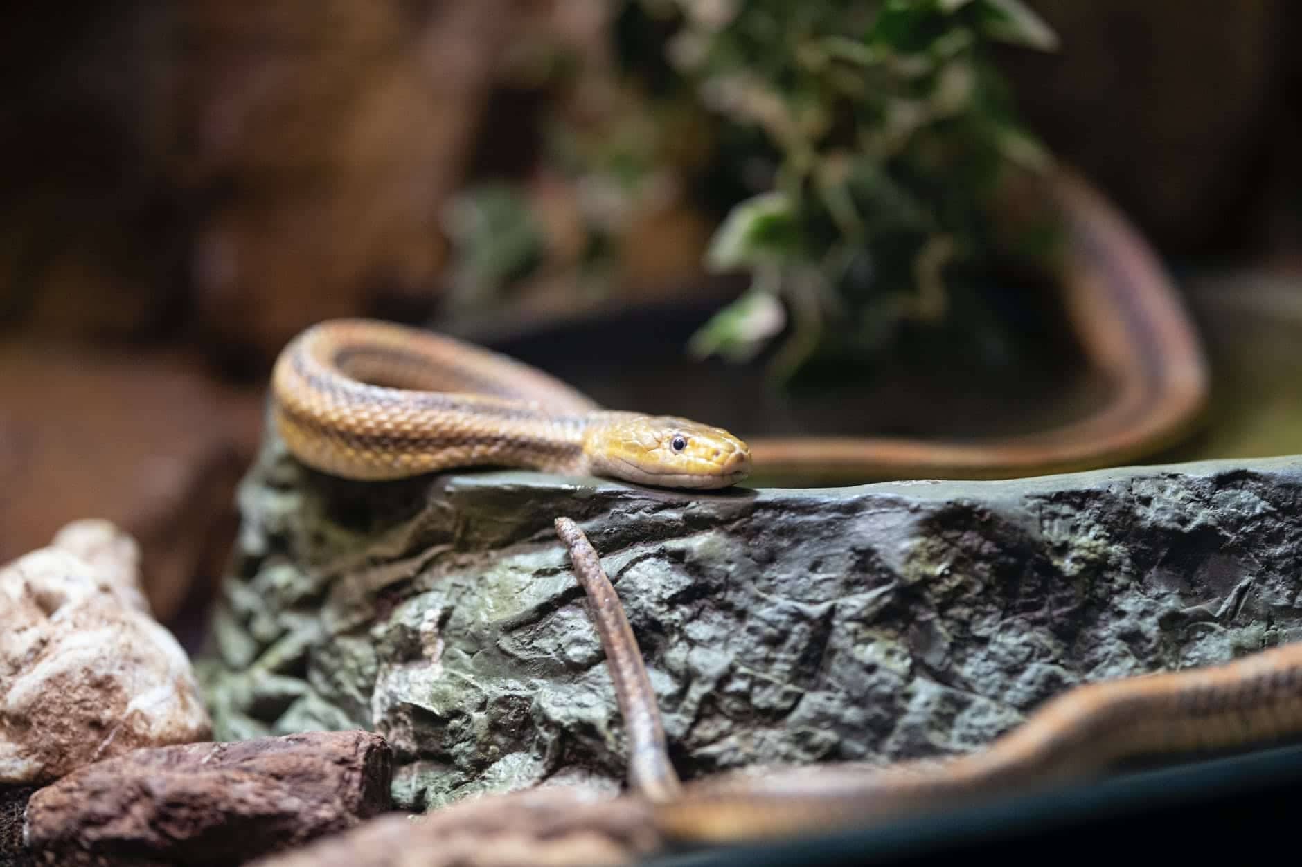 slither, crawl, creep