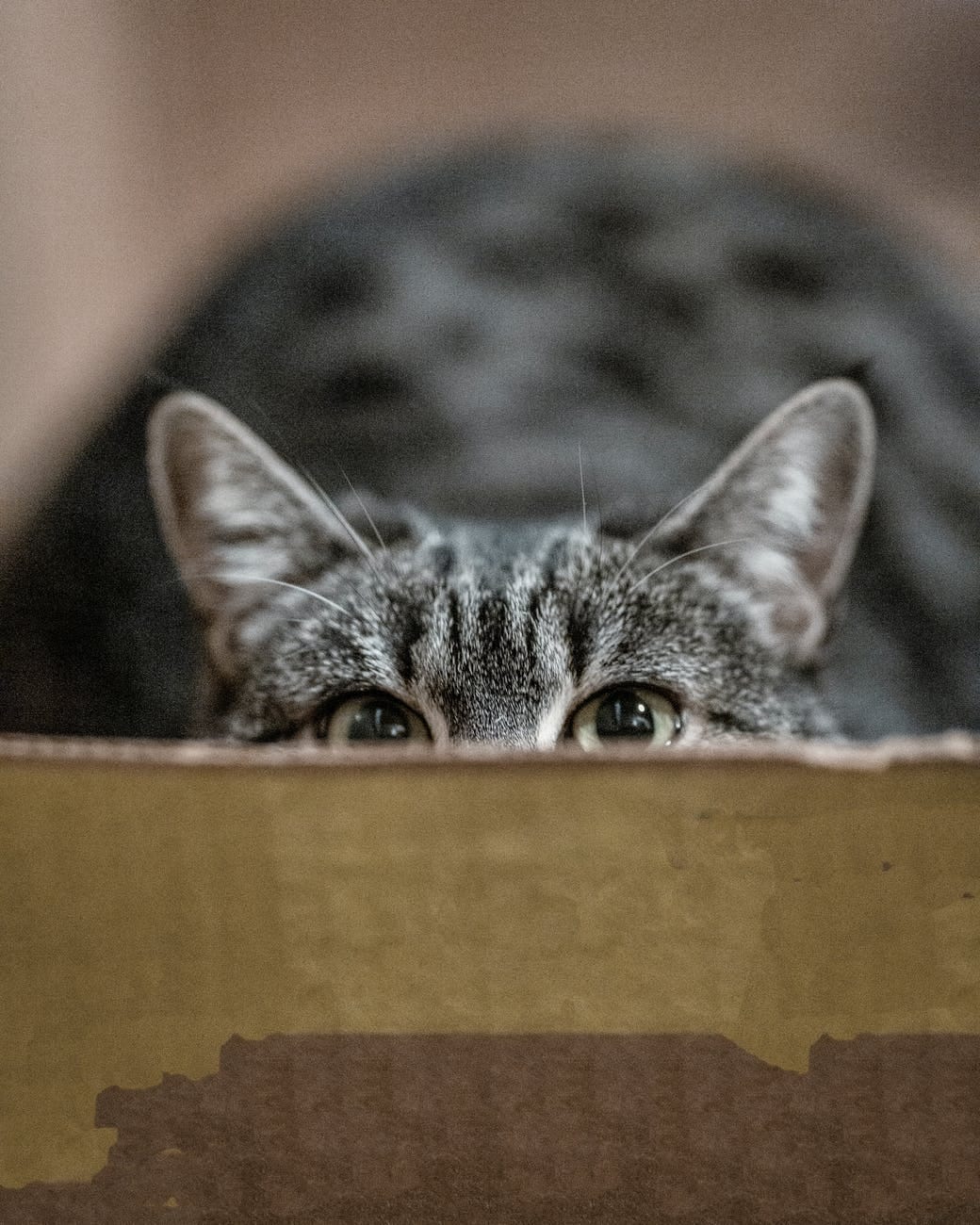Great-Grandpa’s in the Litter Box