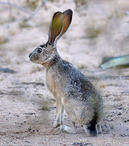 Why Coyote Howls at the Moon
