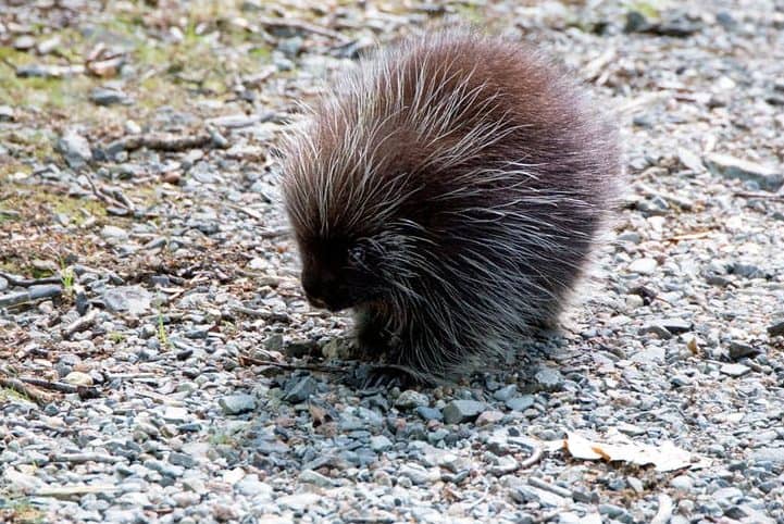 Porcupine 호저 - The Fog Mound, Faradawn 